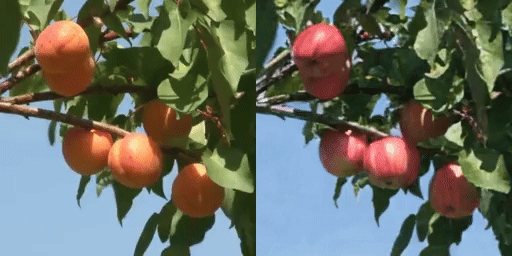 Motion-Conditioned Image Animation for Video Editing